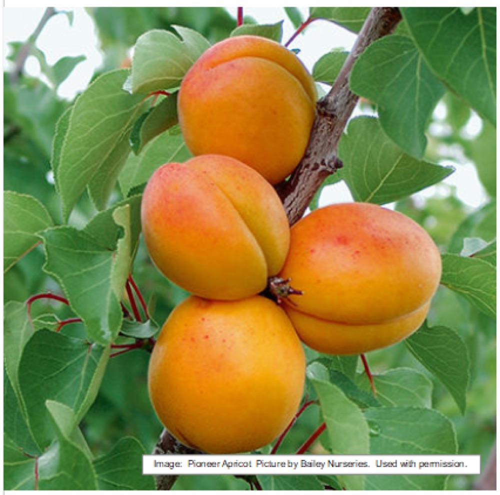 Apricots at Split Mountain Garden Center