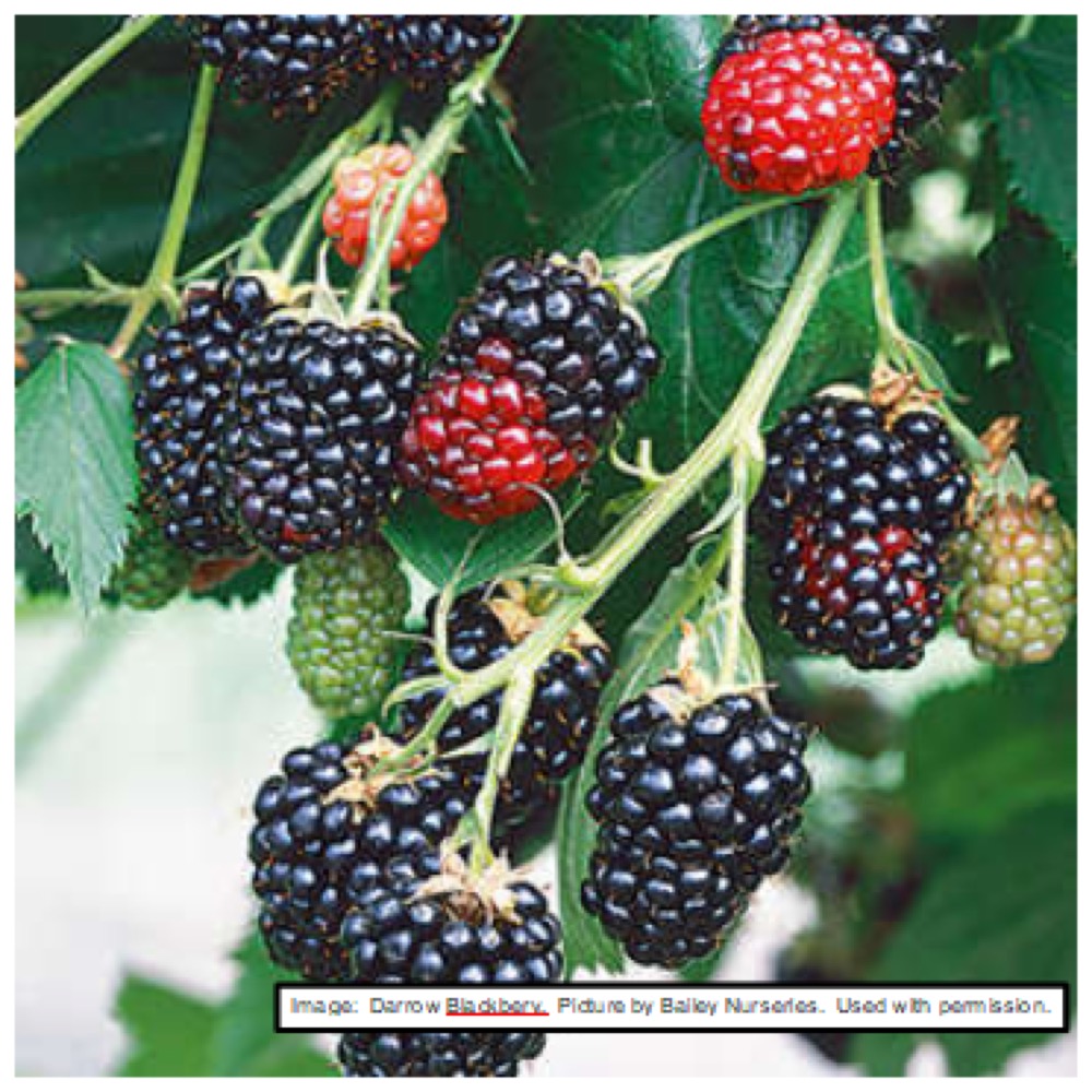 Blackberries at Split Mountain Garden Center