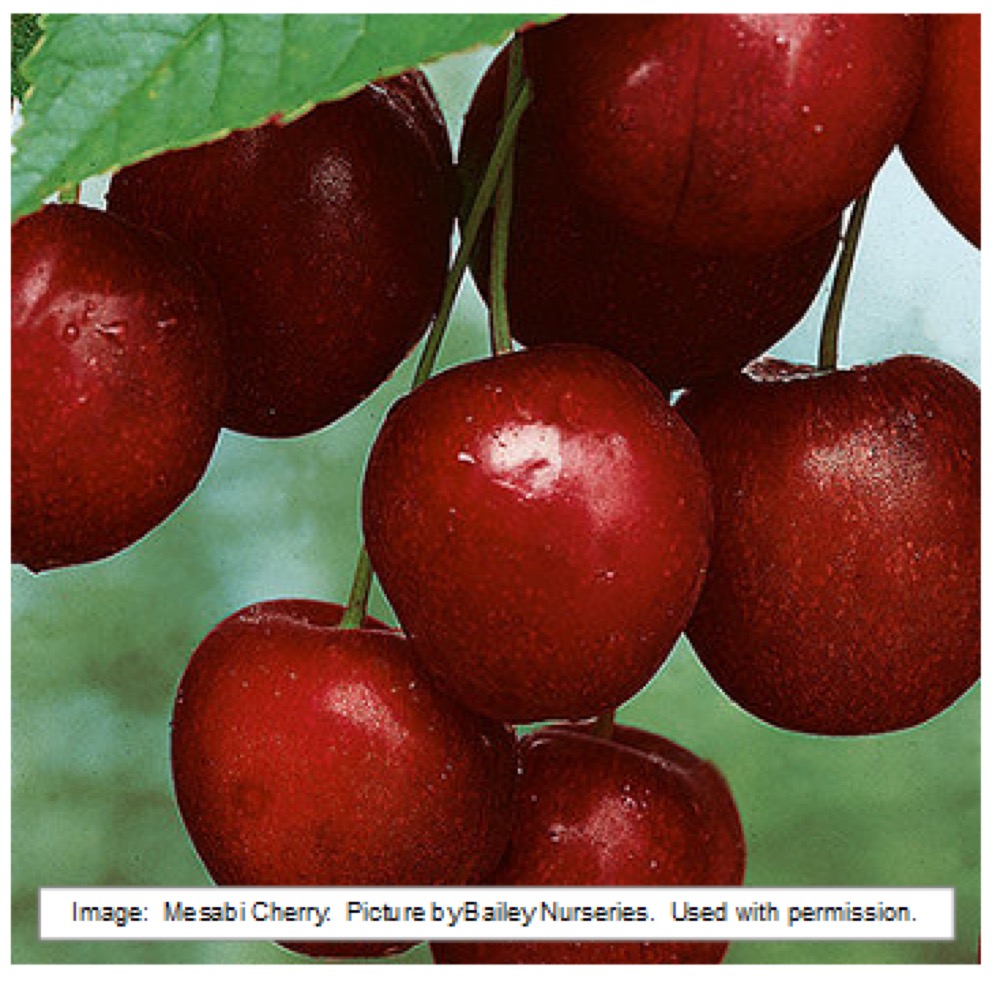Cherries at Split Mountain Garden Center