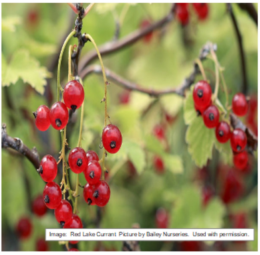 Currants at Split Mountain Garden Center