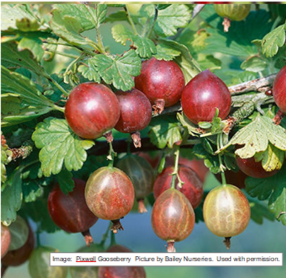 Gooseberries at Split Mountain Garden Center