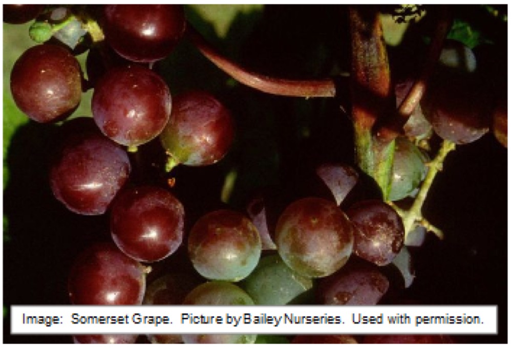 Grapes at Split Mountain Garden Center