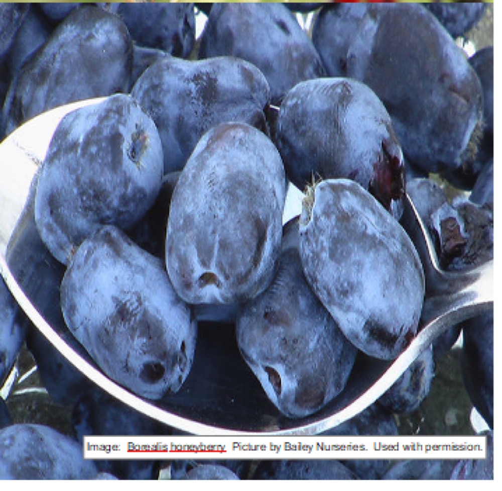 Honeyberries at Split Mountain Garden Center
