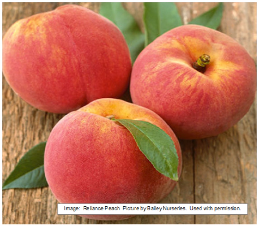 Peaches at Split Mountain Garden Center