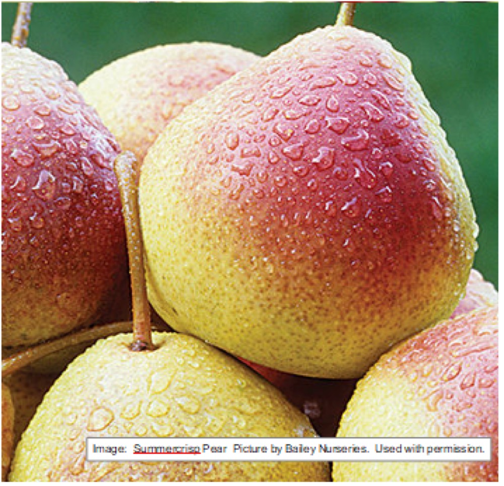 Pears at Split Mountain Garden Center