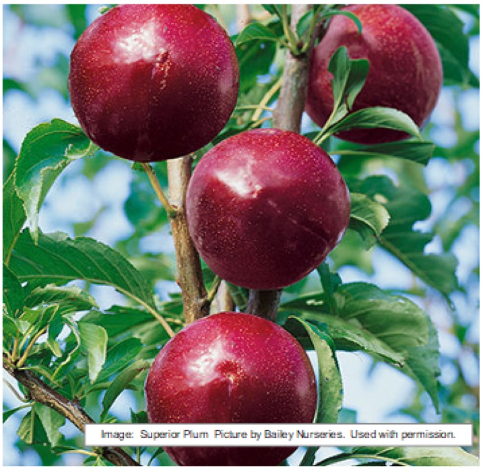 Plums at Split Mountain Garden Center