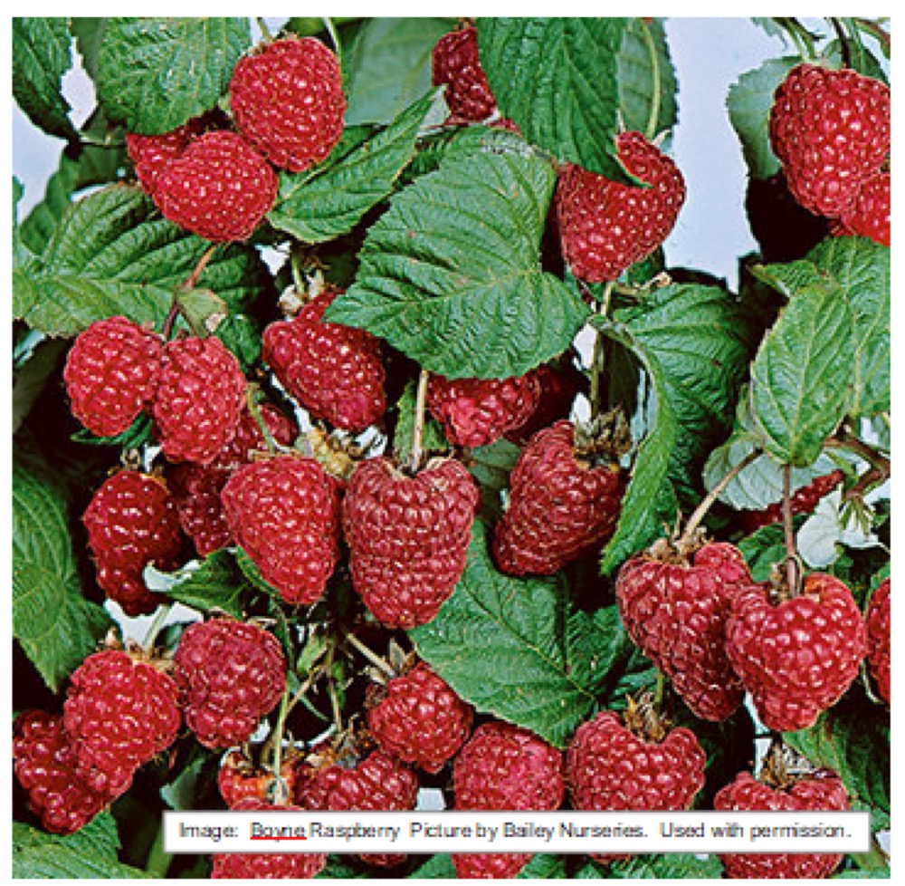 Raspberries at Split Mountain Garden Center