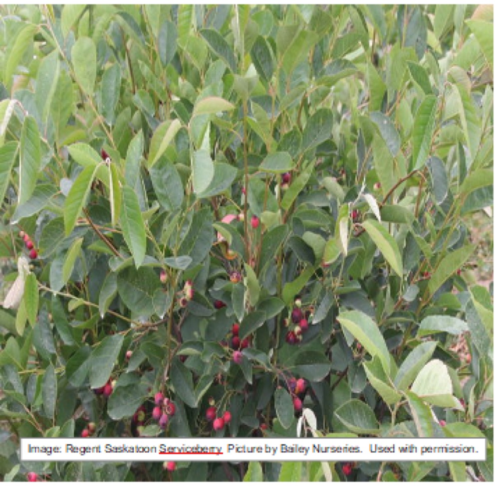 Serviceberries at Split Mountain Garden Center