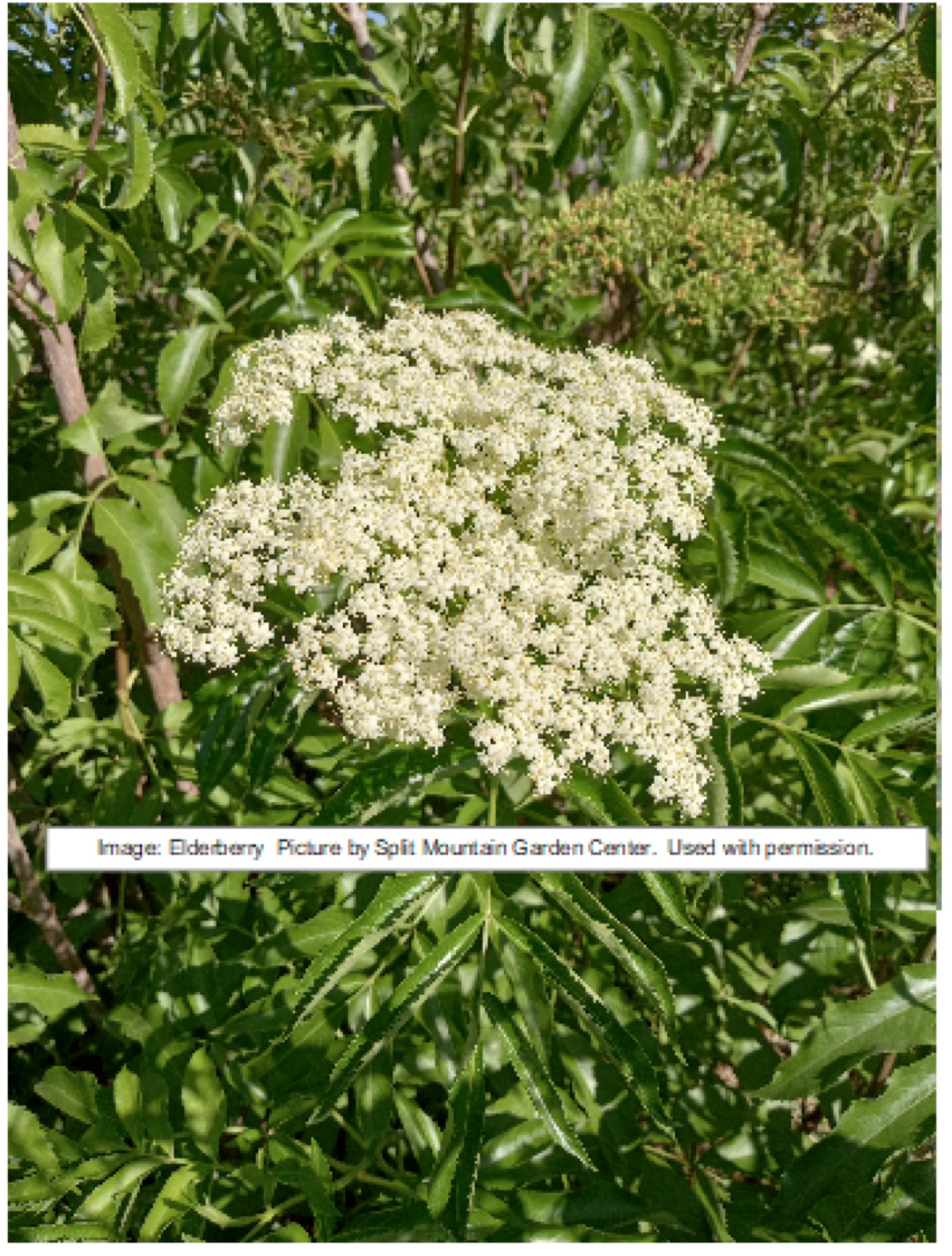 Elderberries at Split Mountain Garden Center