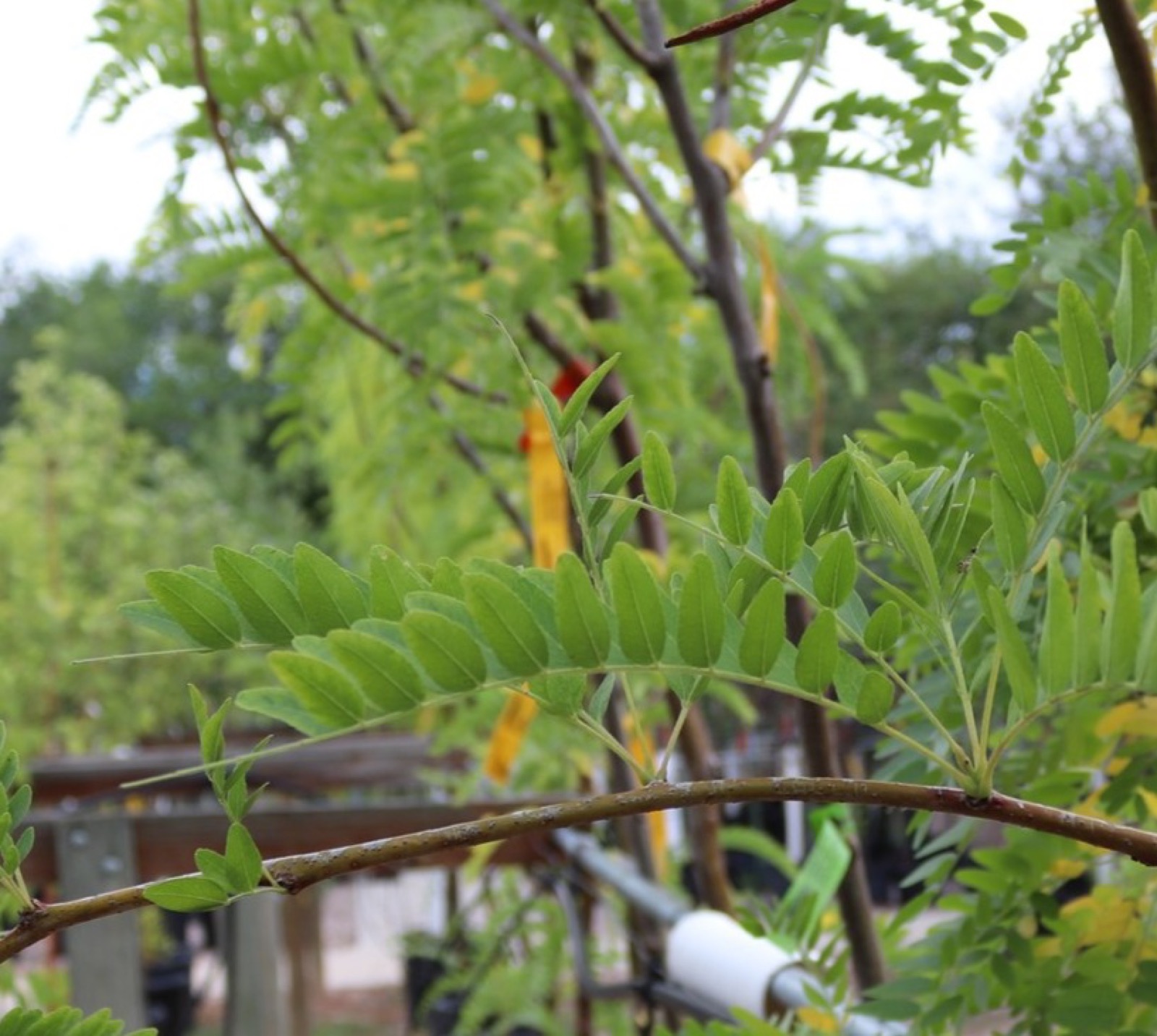 Evergreen foliage at Split Mountain Garden Center