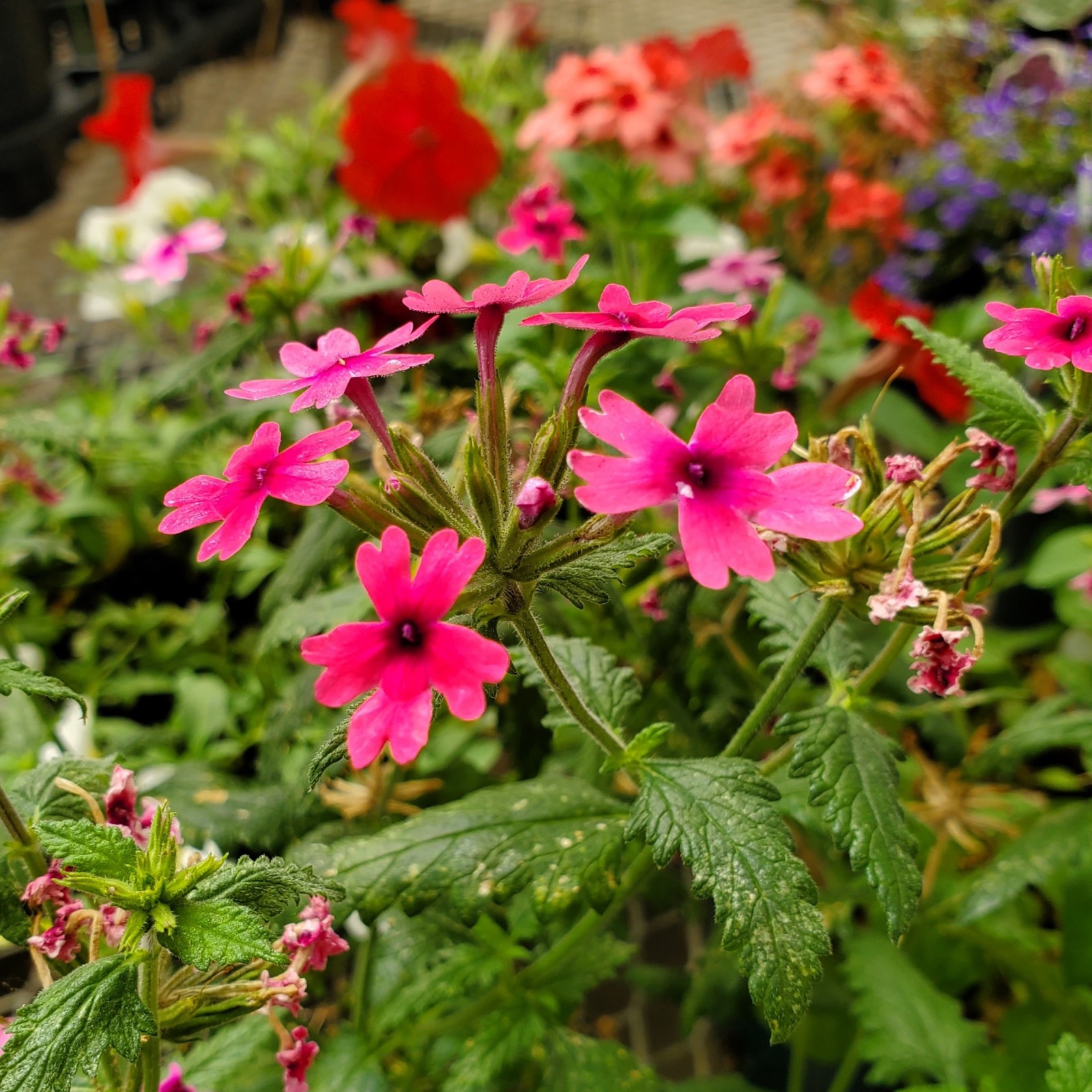 Hanging baskets and geraniums inside the Split Mountain greenhouse