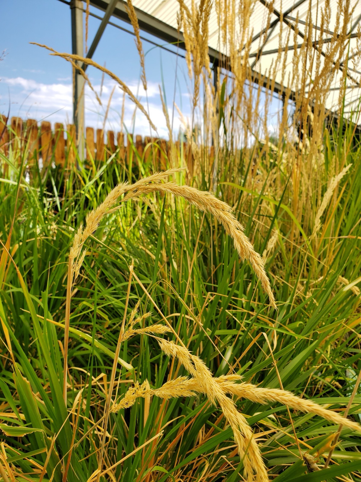 Ornamental grasses growing at Split Mountain Garden Center