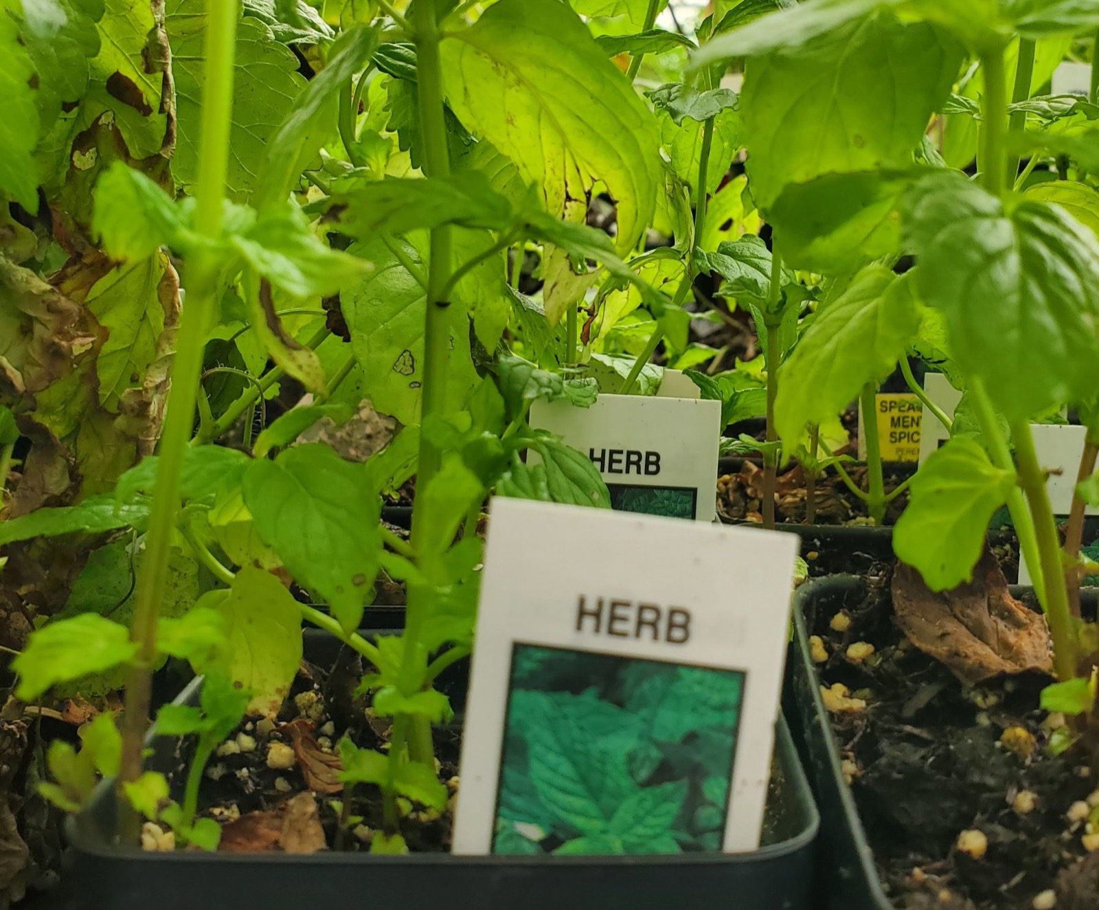 Potted herb starts at Split Mountain Garden Center