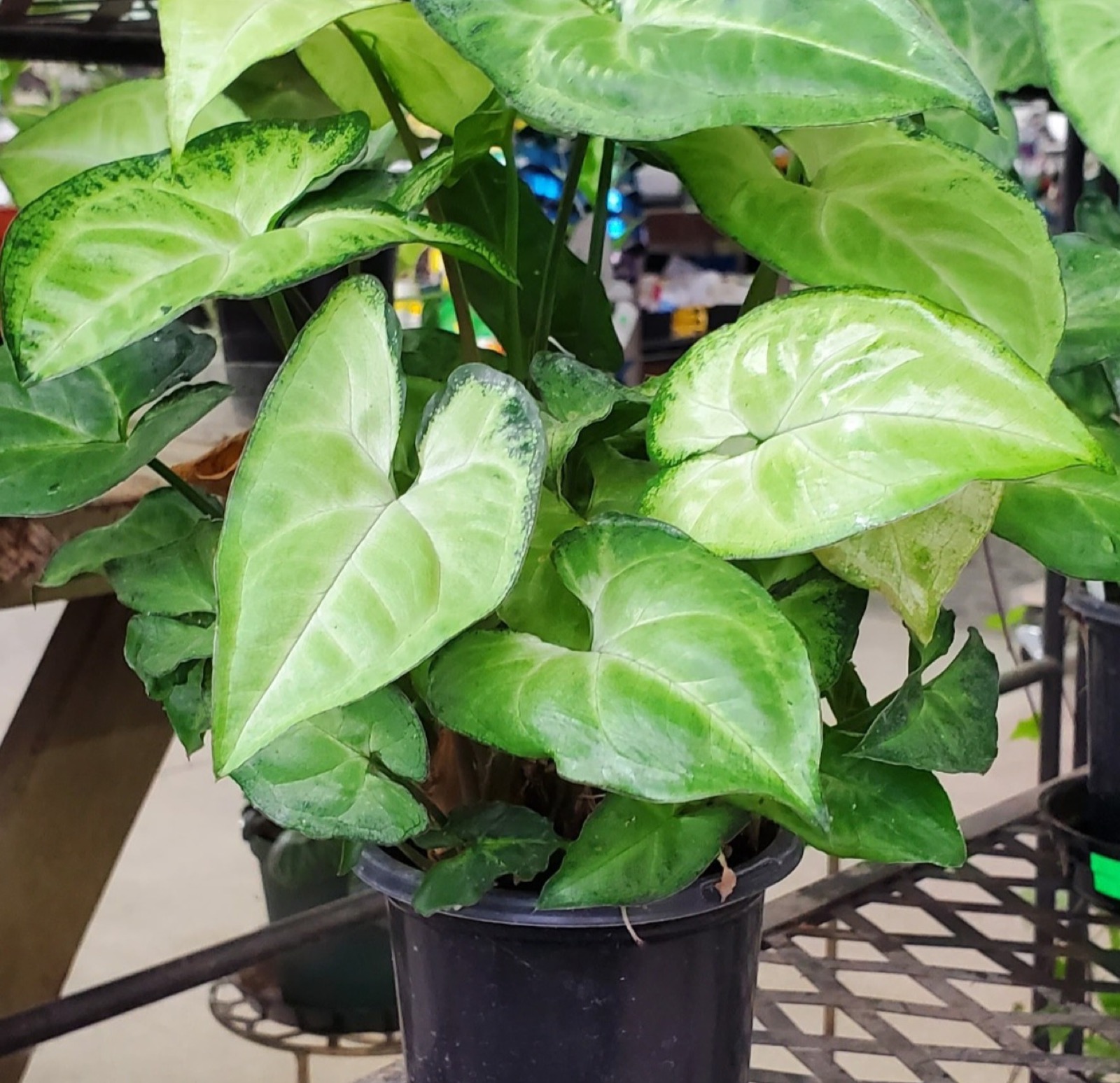 Houseplants on display at Split Mountain Garden Center