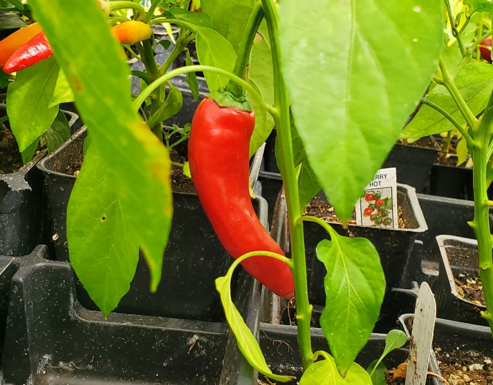 Vegetable starts ready for the garden at Split Mountain Garden Center