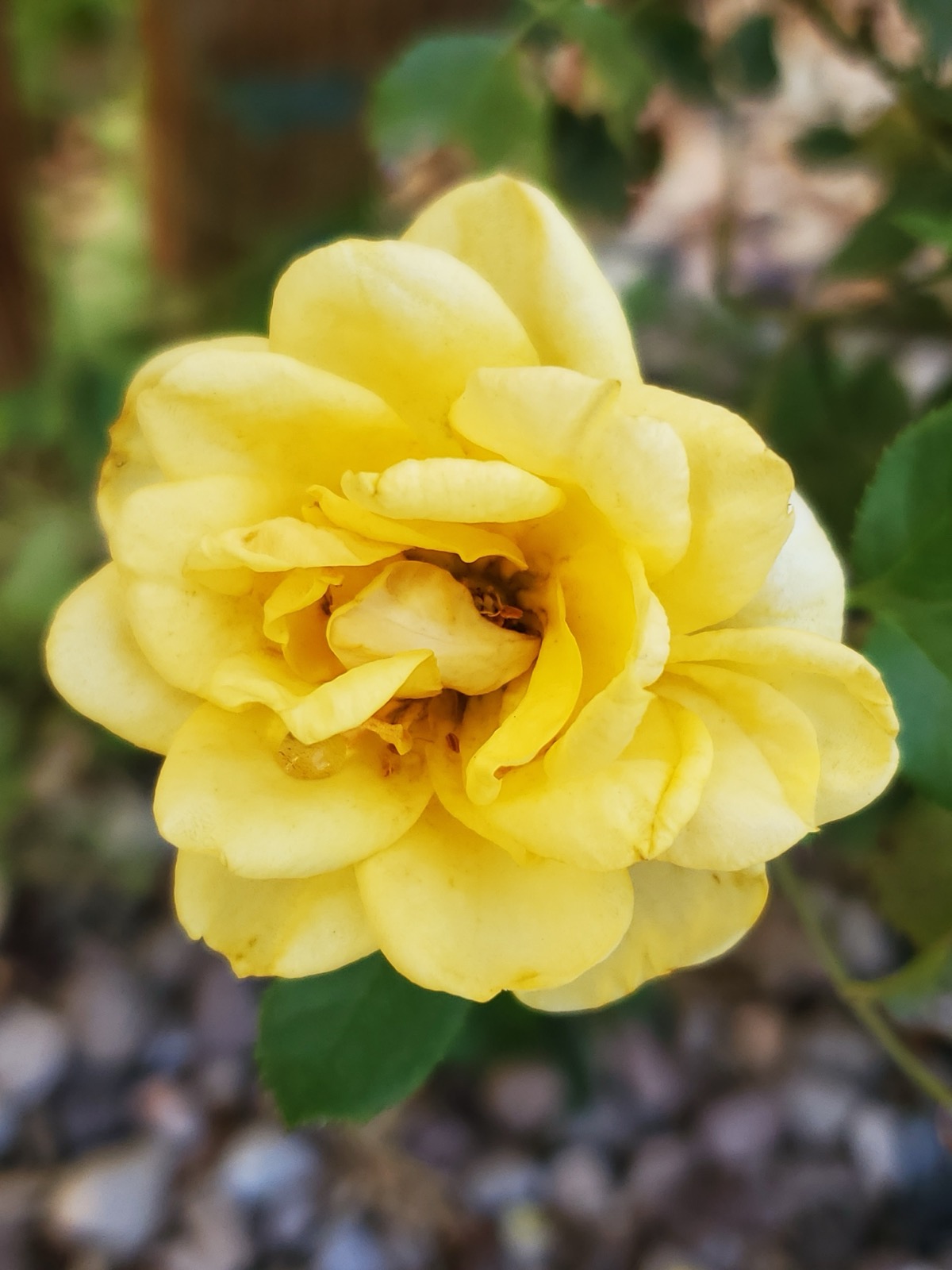 A yellow rose in bloom at Split Mountain Garden Center