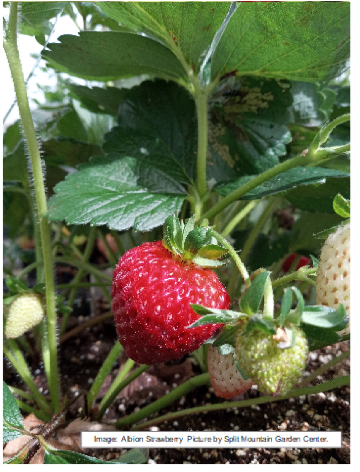 Strawberries at Split Mountain Garden Center