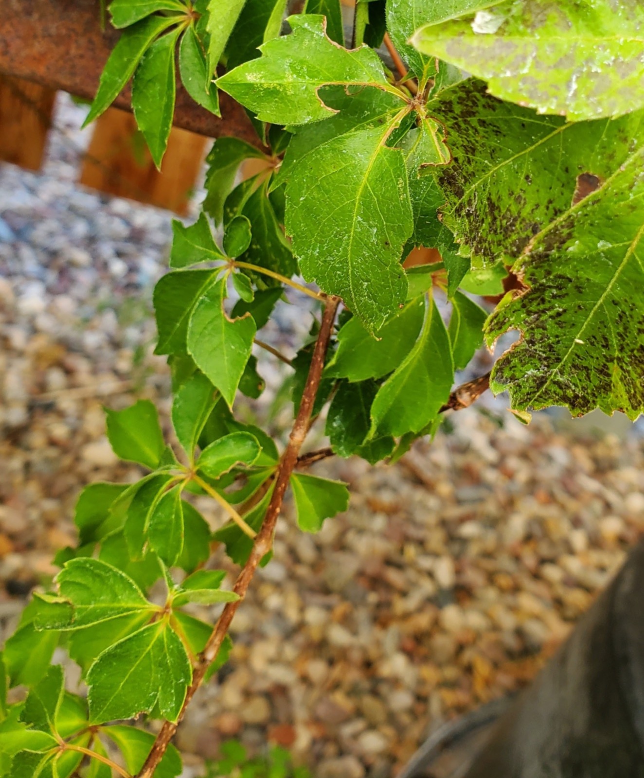 A climbing vine at Split Mountain Garden Center